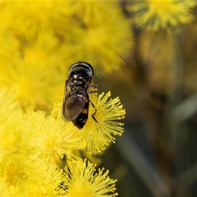 Melangyna viridiceps (Hover fly) at Hawker, ACT - 18 Aug 2025 by AlisonMilton