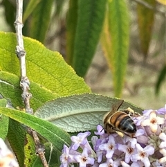 Apis mellifera (European honey bee) at Canyonleigh, NSW - 8 Sep 2025 by blacksheep
