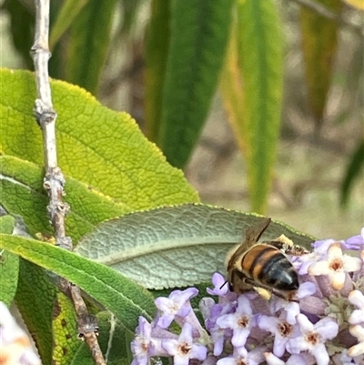 Apis mellifera (European honey bee) at Canyonleigh, NSW - 8 Sep 2025 by blacksheep