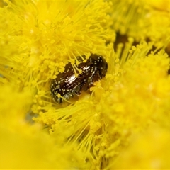 Unverified Leaf beetle (Chrysomelidae) at McKellar, ACT - 18 Aug 2025 by AlisonMilton
