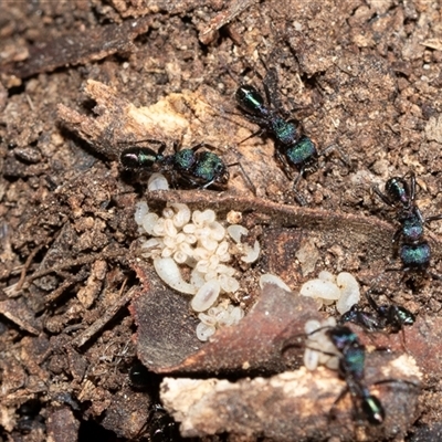 Rhytidoponera metallica (Greenhead ant) at Higgins, ACT - 18 Aug 2025 by AlisonMilton