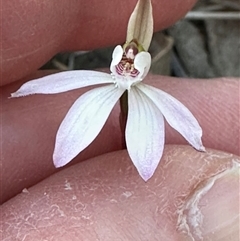 Caladenia fuscata (Dusky Fingers) at Cook, ACT - 8 Sep 2025 by lbradley