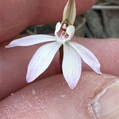 Caladenia fuscata (Dusky Fingers) at Cook, ACT - 8 Sep 2025 by lbradley