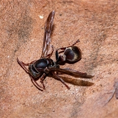 Ropalidia plebeiana (Small brown paper wasp) at Higgins, ACT - 18 Aug 2025 by AlisonMilton