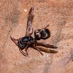 Ropalidia plebeiana (Small brown paper wasp) at Higgins, ACT - 18 Aug 2025 by AlisonMilton