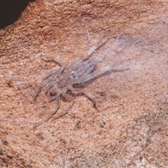 Gnaphosidae or Trochanteriidae (families) at Higgins, ACT - 18 Aug 2025 by AlisonMilton