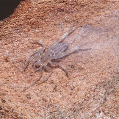 Gnaphosidae or Trochanteriidae (families) at Higgins, ACT - 18 Aug 2025 by AlisonMilton