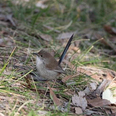 Malurus cyaneus (Superb Fairywren) at Belconnen, ACT - 18 Aug 2025 by AlisonMilton
