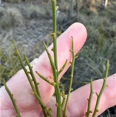 Omphacomeria acerba (Leafless Sour-bush) at Aranda, ACT - 8 Sep 2025 by lbradley