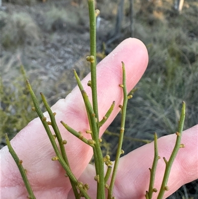 Omphacomeria acerba (Leafless Sour-bush) at Aranda, ACT - 8 Sep 2025 by lbradley