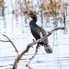 Phalacrocorax carbo (Great Cormorant) at Belconnen, ACT - 18 Aug 2025 by AlisonMilton