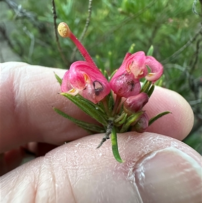 Grevillea (genus) (Grevillea) at Aranda, ACT - 8 Sep 2025 by lbradley