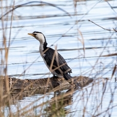 Microcarbo melanoleucos (Little Pied Cormorant) at Belconnen, ACT - 18 Aug 2025 by AlisonMilton