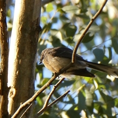 Rhipidura albiscapa (Grey Fantail) at Yass River, NSW - 8 Sep 2025 by SenexRugosus