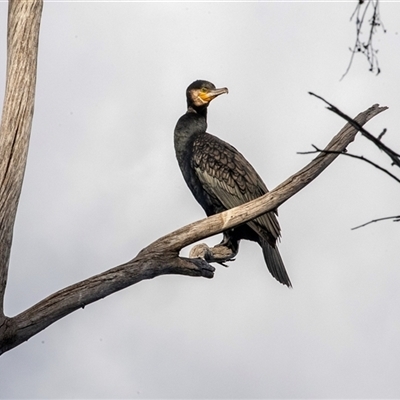 Phalacrocorax carbo (Great Cormorant) at Belconnen, ACT - 18 Aug 2025 by AlisonMilton