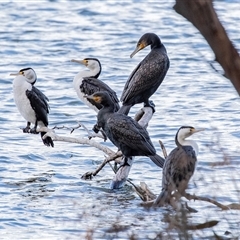 Phalacrocorax varius (Pied Cormorant) at Belconnen, ACT - 18 Aug 2025 by AlisonMilton