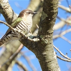 Chalcites lucidus (Shining Bronze-Cuckoo) at Uriarra Village, ACT - 8 Sep 2025 by LineMarie