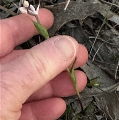 Wurmbea dioica subsp. dioica (Early Nancy) at Aranda, ACT - 8 Sep 2025 by lbradley