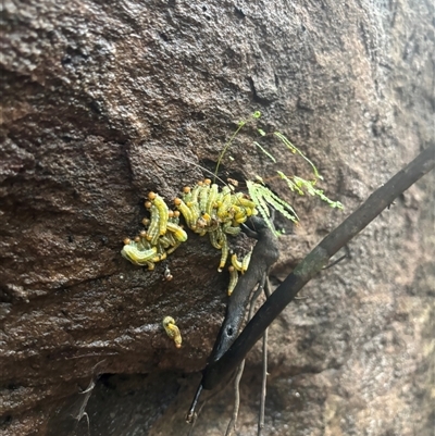 Pteryperga galla (Galla sawfly) at Middle Cove, NSW - 7 May 2025 by Choyster