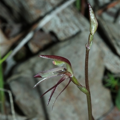 Cyrtostylis reniformis (Common Gnat Orchid) at  - suppressed by Csteele4