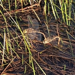 Anax papuensis (Australian Emperor) at Crowther, NSW - 8 Sep 2025 by Frecko