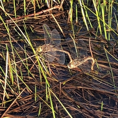 Anax papuensis (Australian Emperor) at Crowther, NSW - 8 Sep 2025 by Frecko