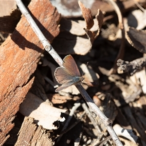 Erina hyacinthina (Varied Dusky-blue) at Aranda, ACT - 7 Sep 2025 by LeahColebrook