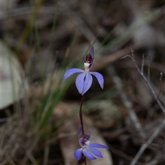 Caladenia caerulea (Blue Fingers, Blue Fairies) at Aranda, ACT - 7 Sep 2025 by LeahColebrook
