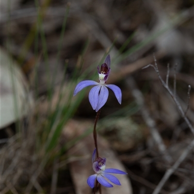 Caladenia caerulea (Blue Fingers, Blue Fairies) at Aranda, ACT - 7 Sep 2025 by LeahColebrook