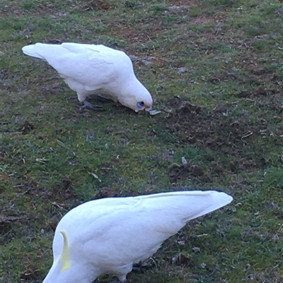 Cacatua sanguinea (Little Corella) at Crowther, NSW - 7 Sep 2025 by Frecko