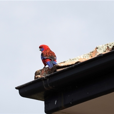 Platycercus elegans (Crimson Rosella) at Hawker, ACT - 24 Aug 2025 by AlisonMilton