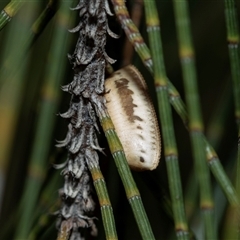 Blattidae sp. (family) (Unidentified blattid cockroach) at Higgins, ACT - 24 Aug 2025 by AlisonMilton