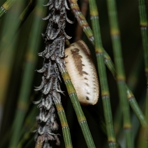 Blattidae sp. (family) (Unidentified blattid cockroach) at Higgins, ACT - 24 Aug 2025 by AlisonMilton
