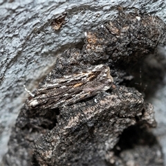 Ardozyga amblopis (A Gelechiod moth (Gelechiidae) at Higgins, ACT - 24 Aug 2025 by AlisonMilton