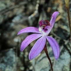 Caladenia caerulea (Blue Fingers, Blue Fairies) at Bruce, ACT - 8 Sep 2025 by Csteele4
