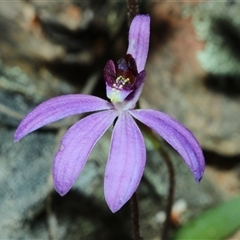 Caladenia caerulea at Bruce, ACT - suppressed