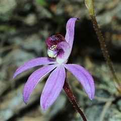 Caladenia caerulea at Bruce, ACT - suppressed