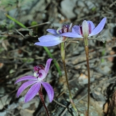 Caladenia caerulea at Bruce, ACT - suppressed