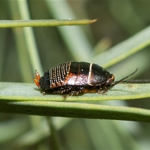Ellipsidion australe (Austral Ellipsidion cockroach) at Hawker, ACT - 24 Aug 2025 by AlisonMilton