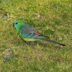 Psephotus haematonotus (Red-rumped Parrot) at Hawker, ACT - 24 Aug 2025 by AlisonMilton