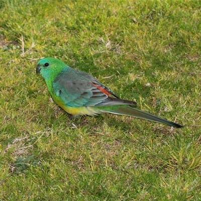 Psephotus haematonotus (Red-rumped Parrot) at Hawker, ACT - 24 Aug 2025 by AlisonMilton