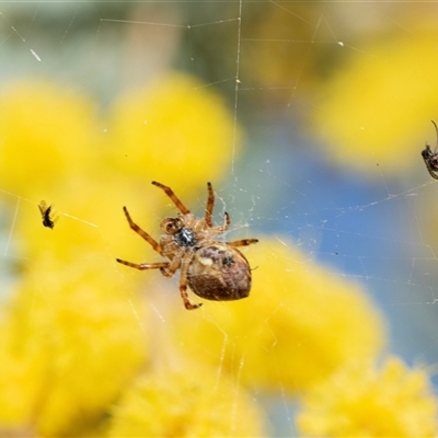 Unverified Orb-weaving spider (several families) at Higgins, ACT - 24 Aug 2025 by AlisonMilton