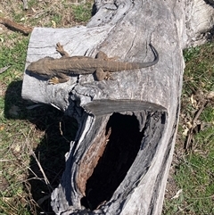 Pogona barbata (Eastern Bearded Dragon) at Hughes, ACT - 8 Sep 2025 by KL