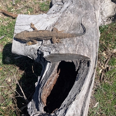 Pogona barbata (Eastern Bearded Dragon) at Hughes, ACT - 8 Sep 2025 by KL