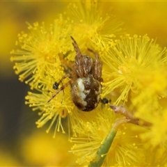 Unverified Orb-weaving spider (several families) at Scullin, ACT - 24 Aug 2025 by AlisonMilton