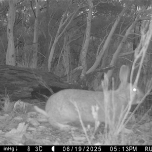 Oryctolagus cuniculus (European Rabbit) at Yass River, NSW - 19 Jun 2025 by SenexRugosus