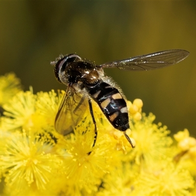 Melangyna viridiceps (Hover fly) at Scullin, ACT - 24 Aug 2025 by AlisonMilton