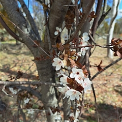 Prunus sp. (A Plum) at Kenny, ACT - 8 Sep 2025 by abread111