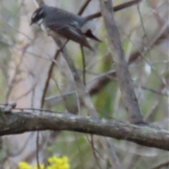 Rhipidura albiscapa (Grey Fantail) at Aranda, ACT - 8 Sep 2025 by lbradley