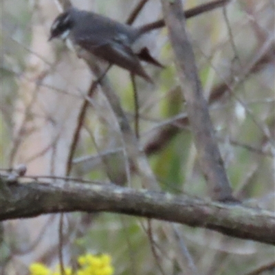 Rhipidura albiscapa (Grey Fantail) at Aranda, ACT - 8 Sep 2025 by lbradley